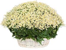 Цветочная композиция из Ромашки в корзине #REPLACE_PRED# Воздвиженском Ставропольского края